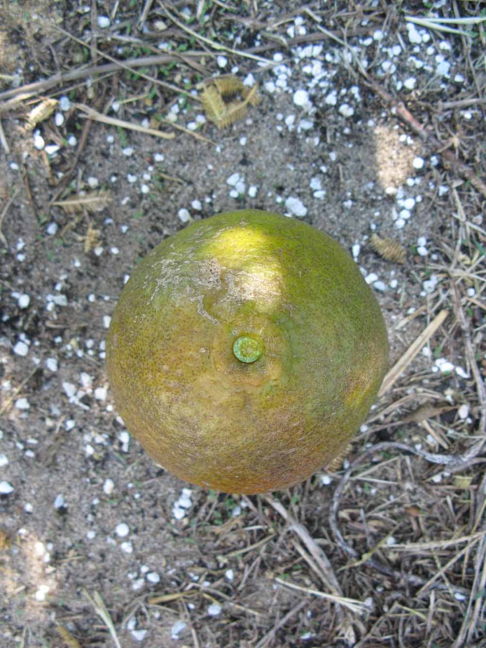              Fruit (Winter Haven, FL)       